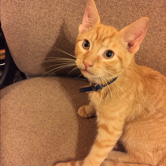 Meet your Posher, Karen - Picture 5 of 5